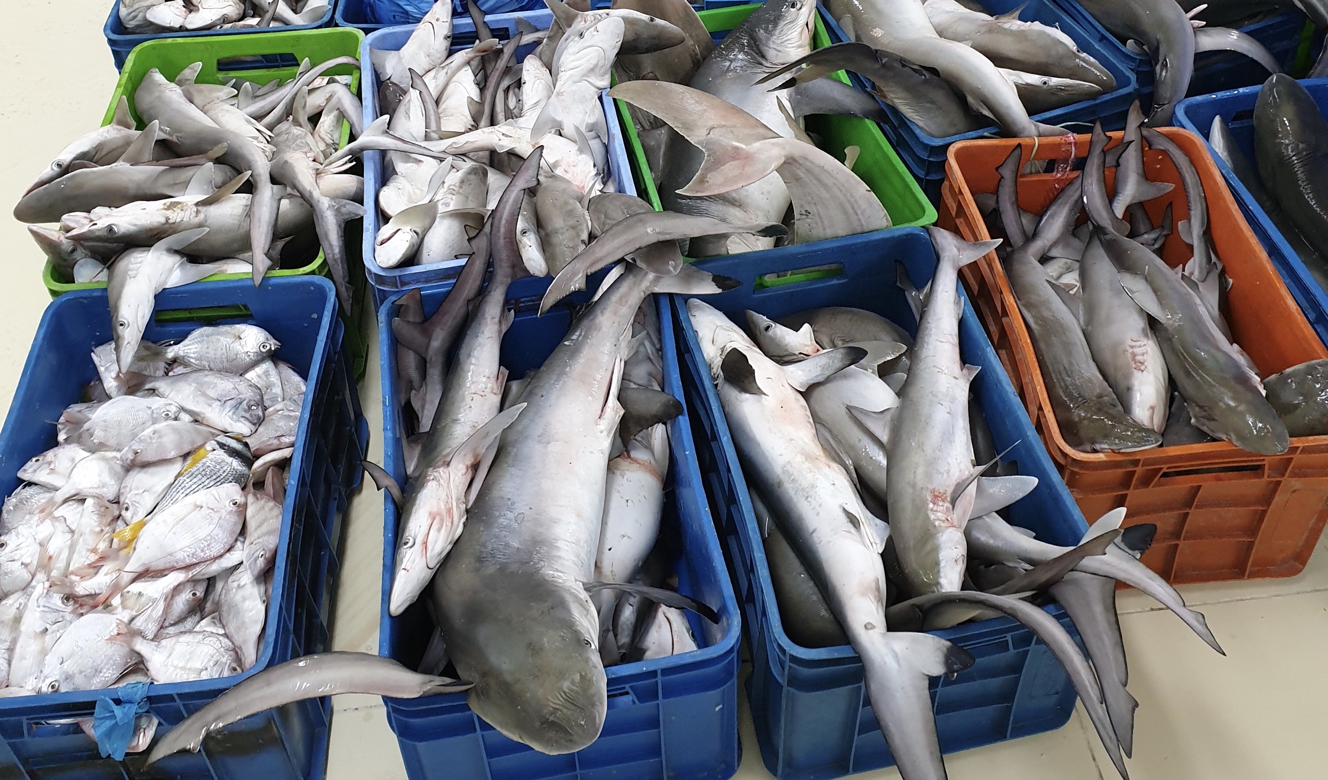 التغير المناخي والبيئة تصادر 1.7 طن أسماك من سوق الواجهة البحرية في دبي