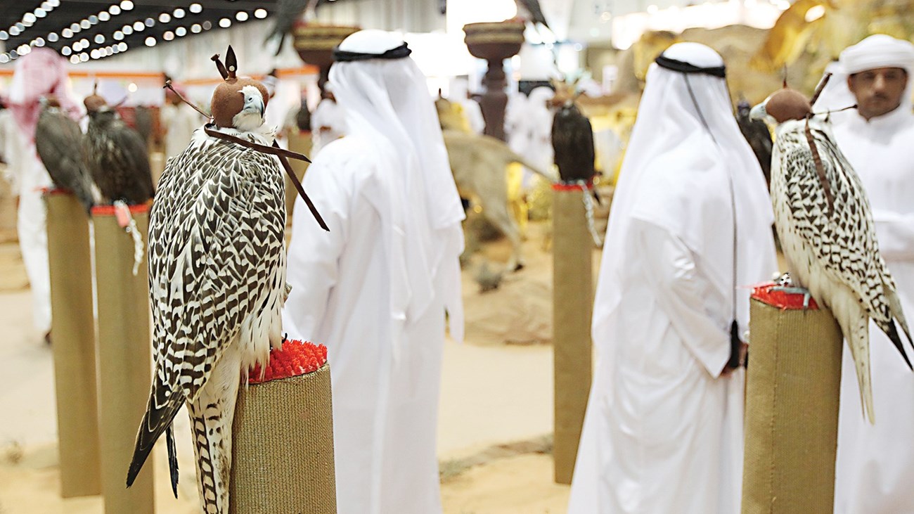3 فئات بمُسابقة أجمل الصقور في «أبوظبي الدولي للصيد والفروسية»