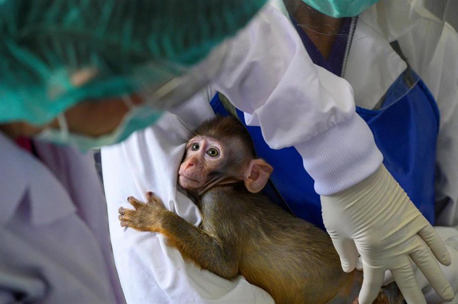 تايلاند تجرب لقاحا ضد "كورونا" على القرود