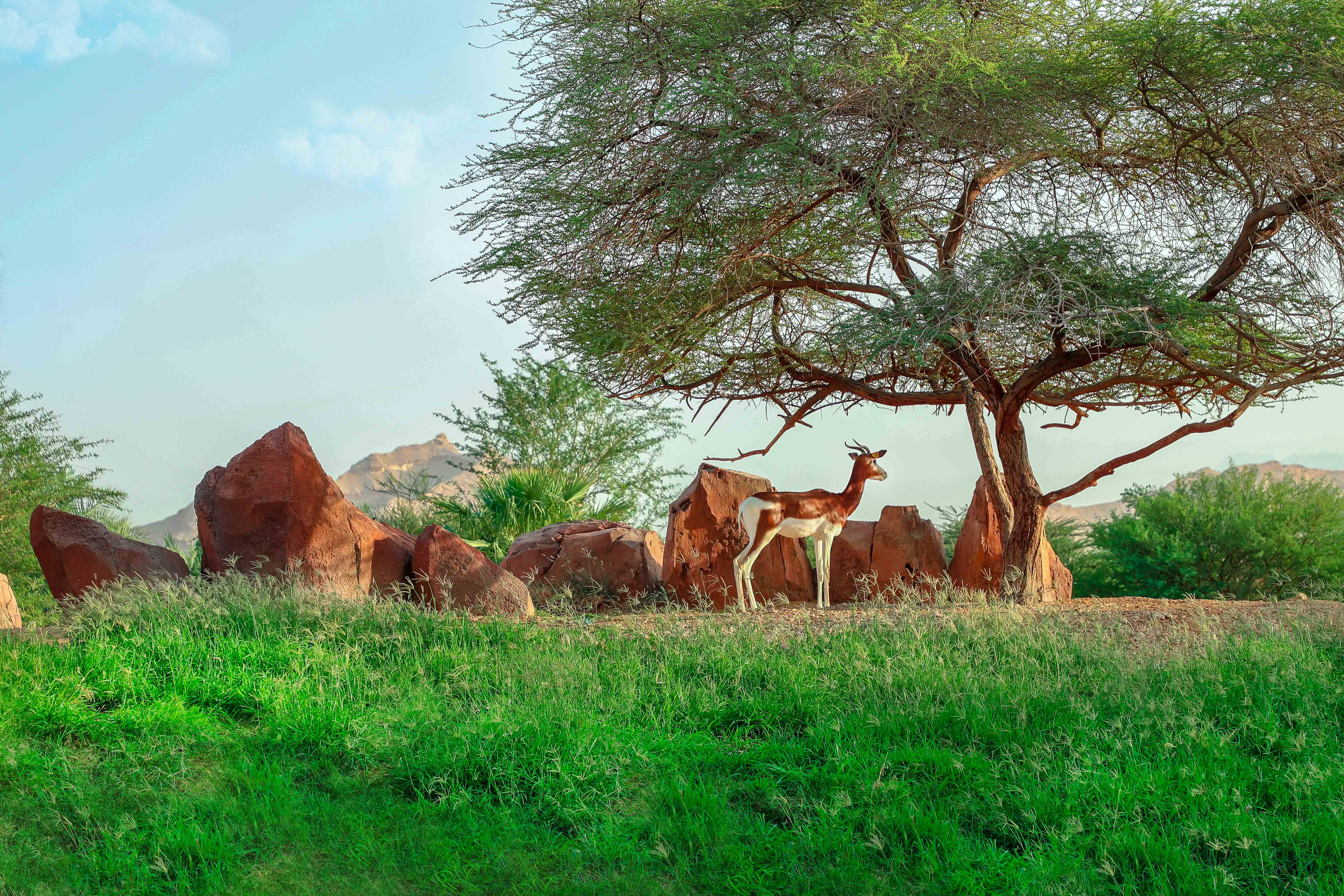 ‫حديقة الحيوانات بالعين تشارك في وضع استراتيجية صون غزال الداما الأفريقي‬