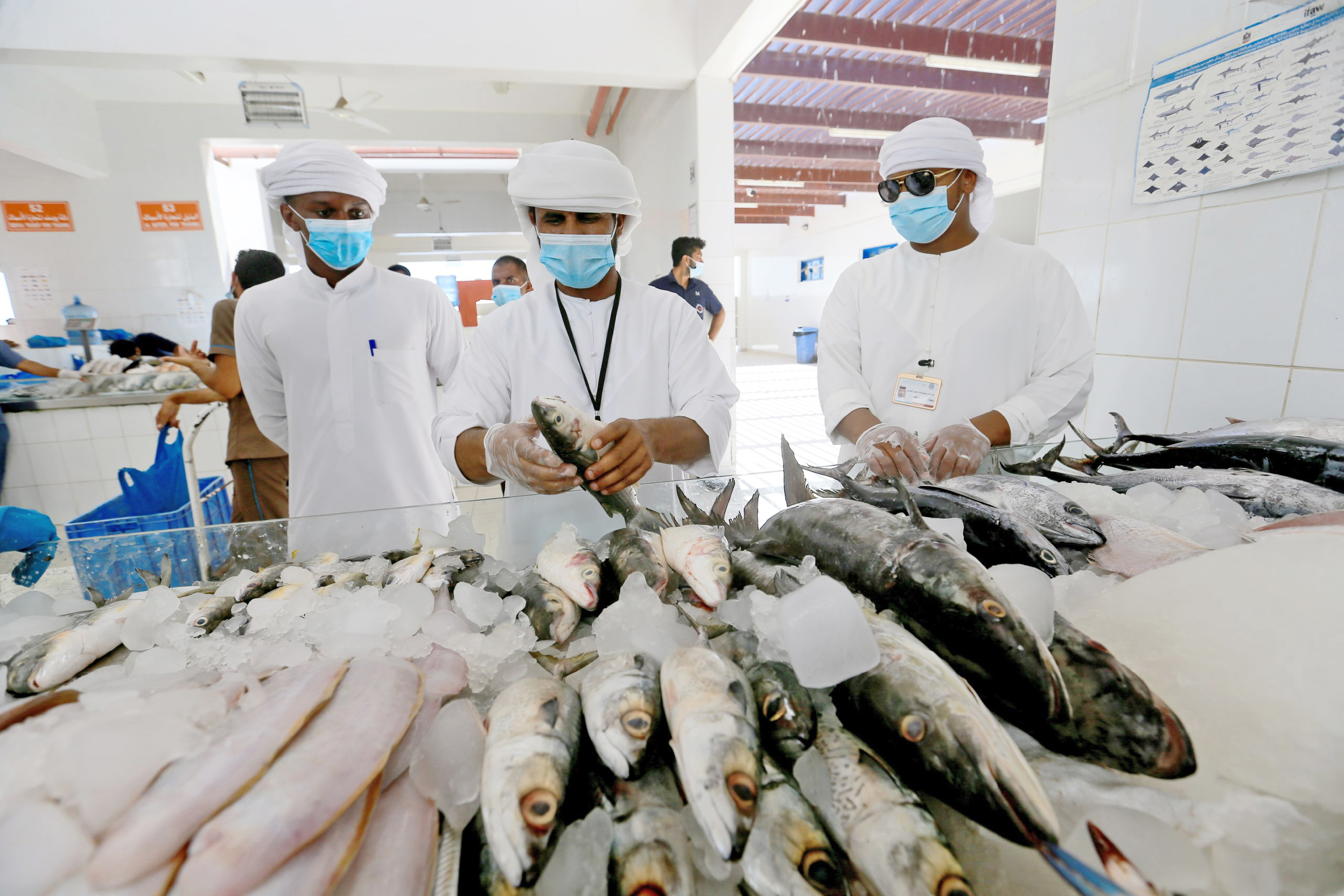 ارتفاع أسعار الأسماك في عجمان مع حلول الصيف
