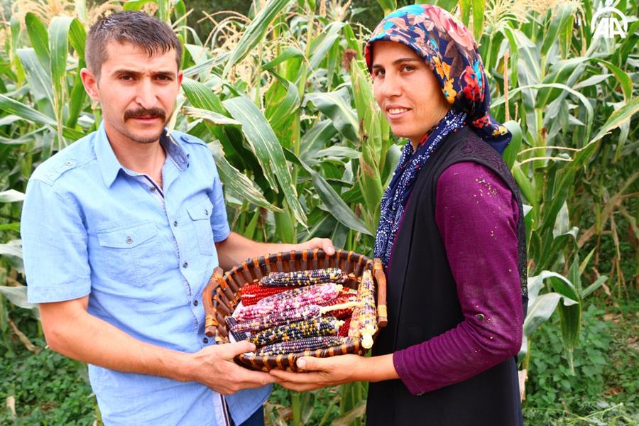 ذرة ملونة.. تركي شاهدها في التلفاز فزرعها في أرضه