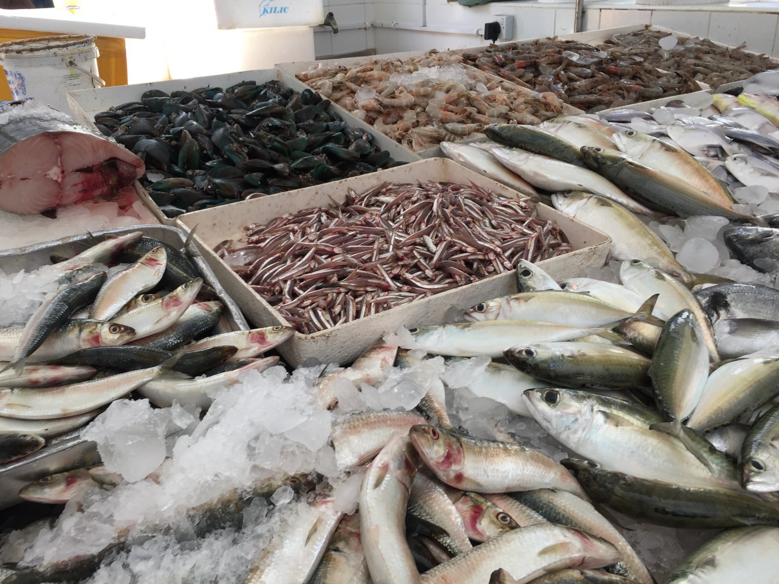 60 % انخفاض أسعار الأسماك في عجمان