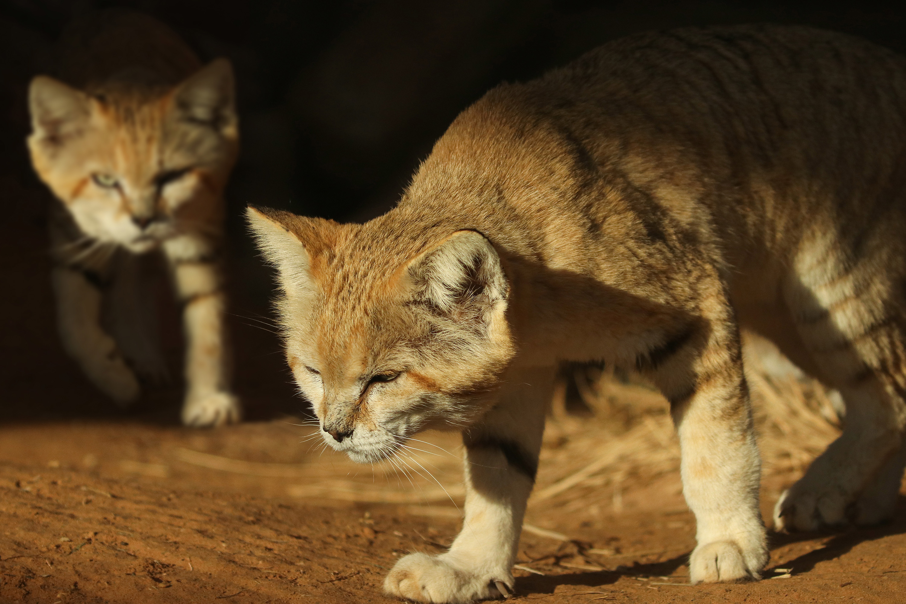 جهود حديقة الحيوانات بالعين في حماية  القط الرملي العربي