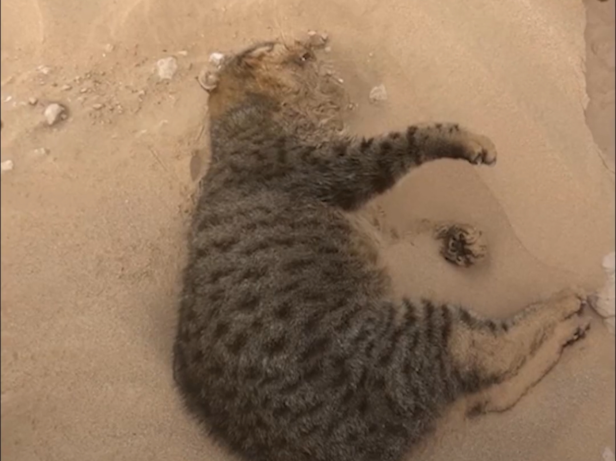 دائرة البلديات أبوظبي تؤكِّد مواصلة تحقيقاتها بشأن واقعة القطط التي وُجِدَت ملقاة في الصحراء
