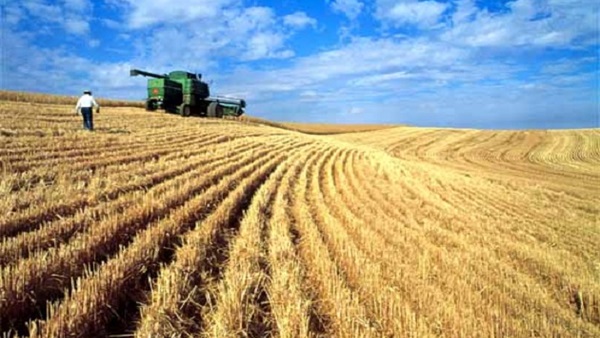 روسيا الأولى عالميا في إنتاج وتصدير القمح