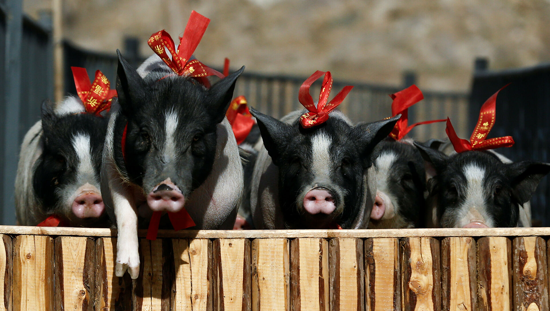 بعد تفشي حمى الخنازير ..إيطاليا تفرض حظرا لمدة 6 أشهر على جمع الفطر
