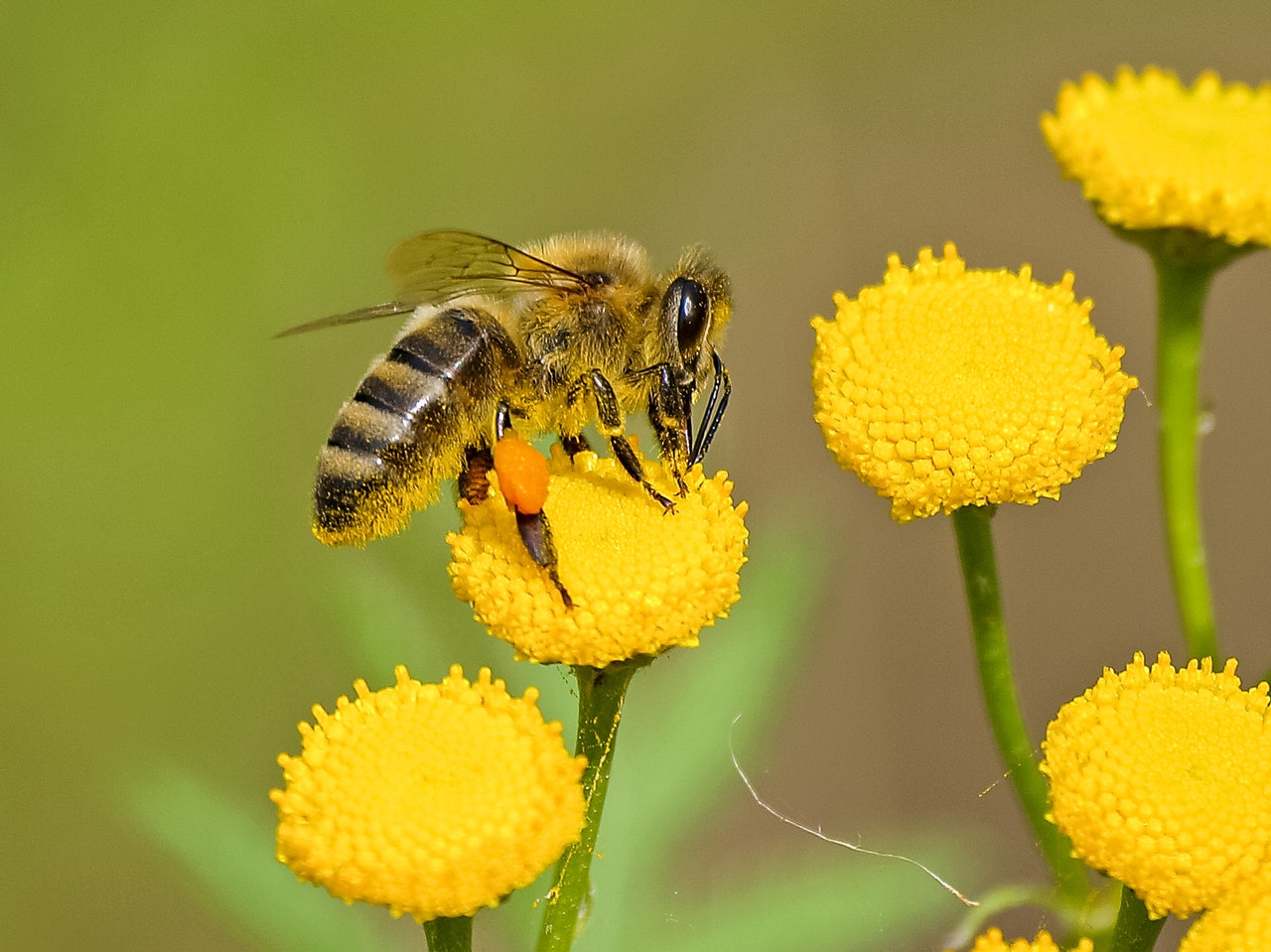 علماء يدربون النحل على شم فيروس كورونا المُستجد في هولندا