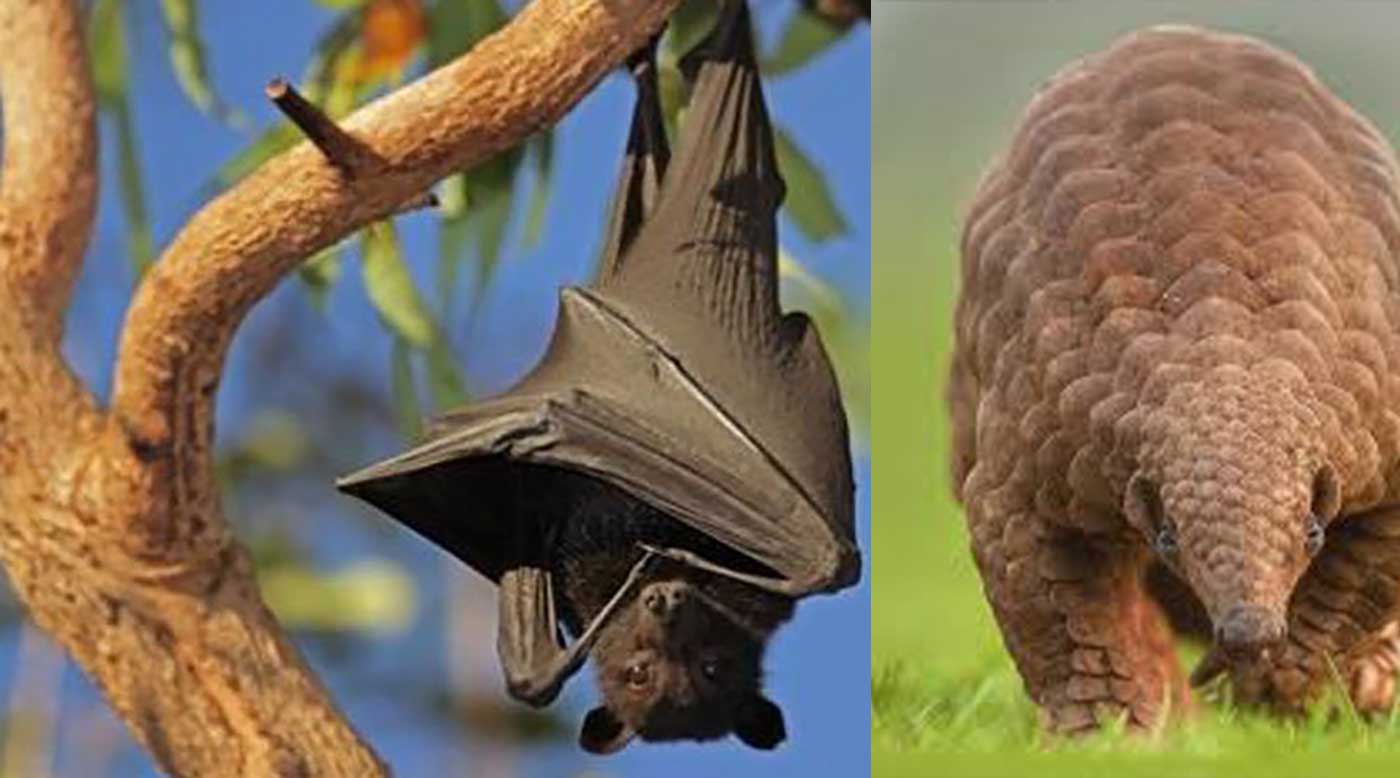 الغابون تحظر أكل البنغول والخفافيش لمكافحة كورونا