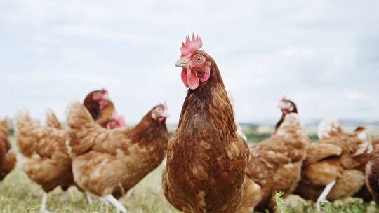 تعديل جيني للدجاج ينجح في مقاومة إنفلونزا الطيور
