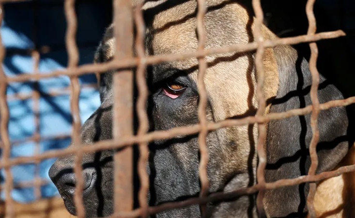 كوريا الجنوبية.. إقرار قانون "تاريخي" بشأن أكل لحم الكلاب