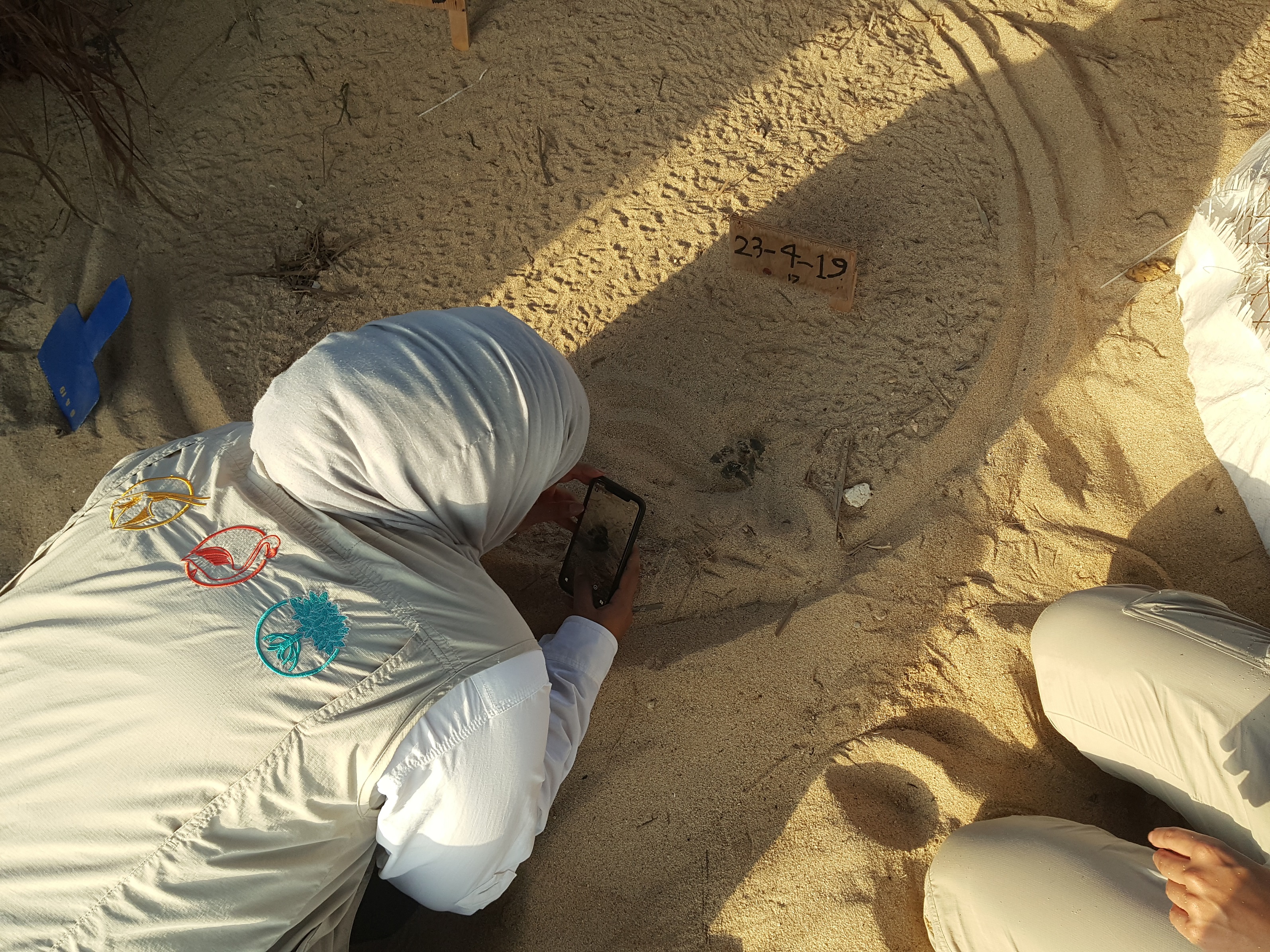«هيئة البيئة»: بحر أبوظبي يحتضن 5500 سلحفاة