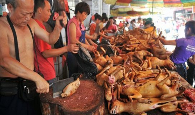 مهرجان "لحوم الكلاب" يتحدى "كورونا" في الصين