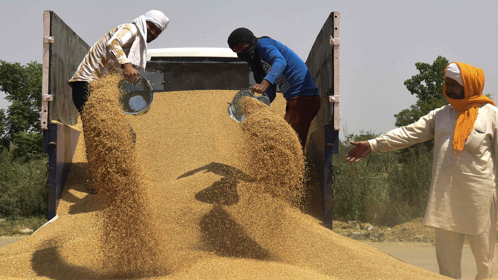 رغم قرار الحظر.. الهند تسمح بتصدير القمح للدول المحتاجة