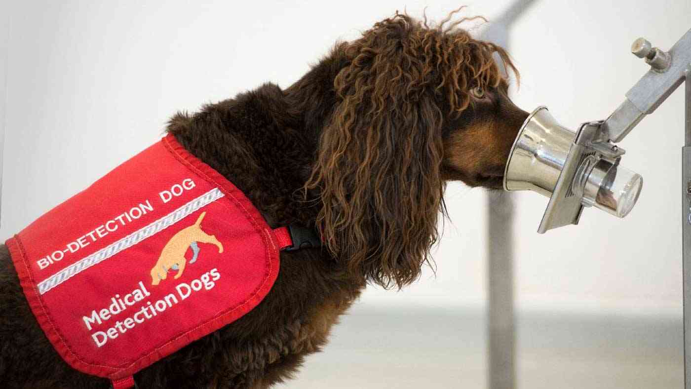 ألمانيا تدرب الكلاب على اكتشاف المصابين بكورونا