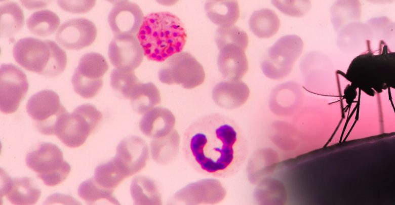 اكتشاف نوع نادر من الدم في شرق أفريقيا يُقاوم الملاريا